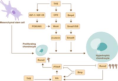 Frontiers Endocrine Regulation on Bone by Thyroid